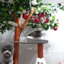 카페위드멍냠 이미지