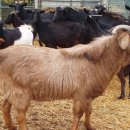 흑염소목장 이미지