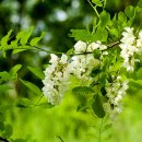 넝쿨장미집 이미지