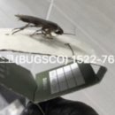 벅스코 이미지