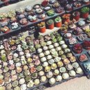 이동꽃마을 이미지