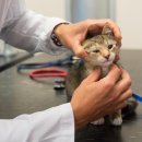 토비동물병원 이미지