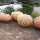 도림장어 이미지