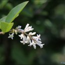 들꽃세상 이미지