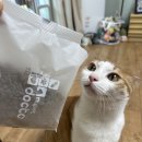 [체험단] 마이펫닥터 시그니처 2.0 사료 스킨 컨트롤 체험 후기
