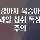 청산동물병원 인공수정소 | 강아지 복숭아 과일 섭취 독성 주의