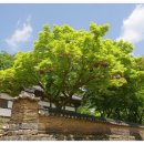 연등옆골 이미지