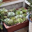 별미묵밥 | 강화도 로컬 맛집ㅣ별미정가네묵밥청국장 후기