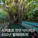 올드 트리 | 마법의 나무 오즈의 마법사가 생각나는 올드 발레테 트리에서 즐기는 천연 닥터피쉬 자유여행 입장료 후기