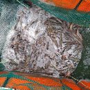 🌊[바다꼭대기님]의 🦐노지 활 새우 50% 맛보기 당첨자 이미지