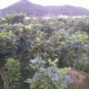 황칠농장 이미지