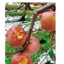 ‘가을 우박’ 사과 난타 이미지