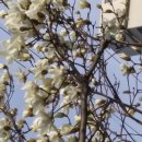 꽃피는언덕 이미지