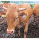 횡성한우목장 이미지