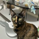 도도한 개냥이 이미지