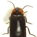 반딧불이 이미지