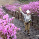 나라 꽃, 진정한 '무궁화 축제'는 없는가? 이미지