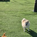 강아지의 하루 | 구룡동애견유치원 체력왕 강아지의 행복한 하루, 우당탕탕 애견유치원 후기