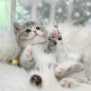 골드온블루 이미지