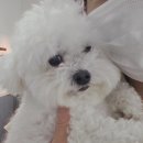 하이도그 이미지