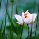 삼락생태공원 이미지