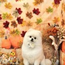 로운이네 살롱 | 부산 애견미용추천, 사직동 애견미용실 '로운이네살롱' 후기 !!