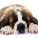 라온 반려 동물병원 이미지