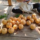 혜윤농장 이미지