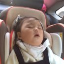 꽃섬해물 이미지