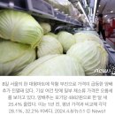 꿈인가 싶은 양배추가격.jpg (+오늘기사로도 있어서 추가) 이미지