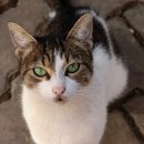 마크로24시 동물병원 이미지