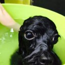 판교 P&P 동물병원 이미지