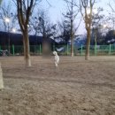 퍼피포레스트 이미지