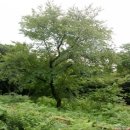 제주 신례리 왕벚나무 자생지 이미지