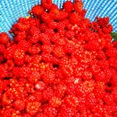 고향펜션캠핑 이미지