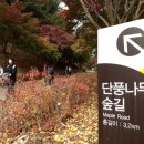 단풍나무 연합뉴스