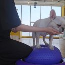 퍼피야놀자 이미지