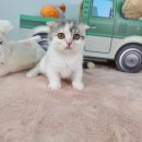 야옹아 멍멍해봐 탕정점 이미지