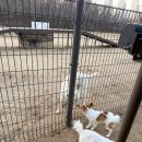 동락공원 반려동물 놀이터 | 광교호수공원 반려동물 놀이터 후기 주차 정보