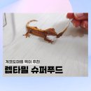 개코 | 개코도마뱀 먹이, 렙타밀 내돈내산 후기