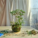 삼팔이 농장 이미지