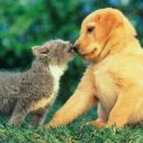 야옹이와 멍멍이 이미지