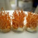 바이오탑 이미지