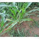 갈릴리농장 이미지