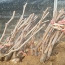 김진근농장 이미지