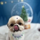 다올 그루밍 이미지