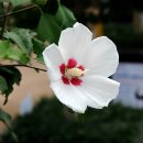 화성무궁화 이미지