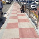 회진명덕초등학교 이미지