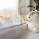 산책하는 고양이 이미지