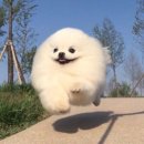 신성싸인 이미지